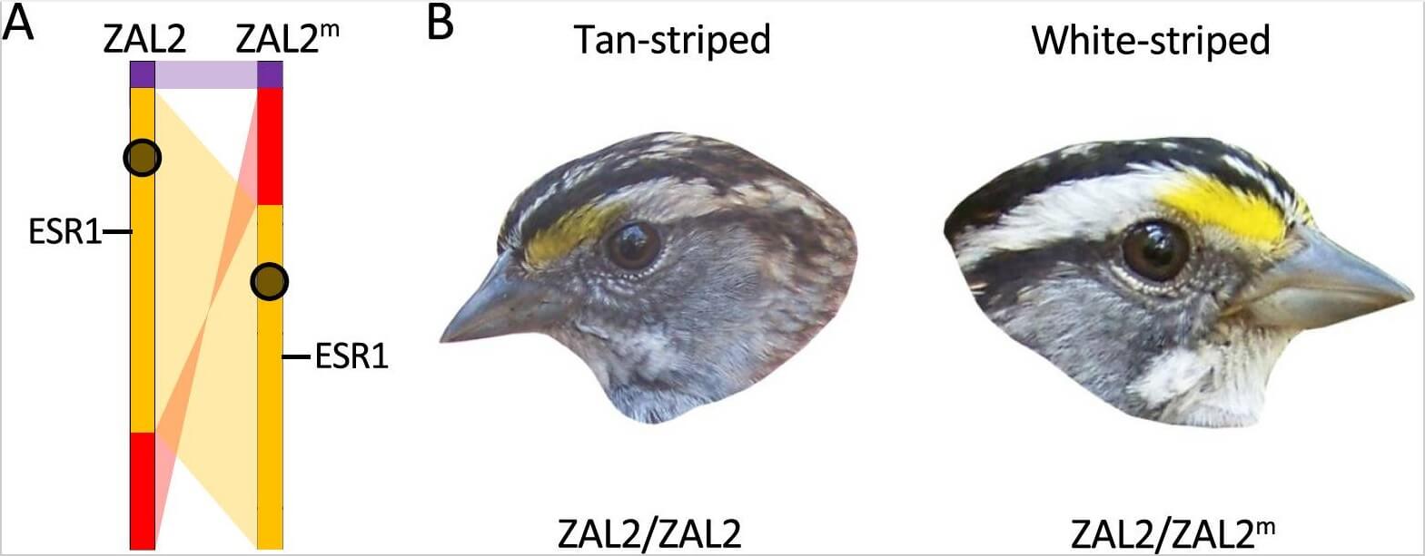 The supergene region and the two color morphs of white-throated sparrows