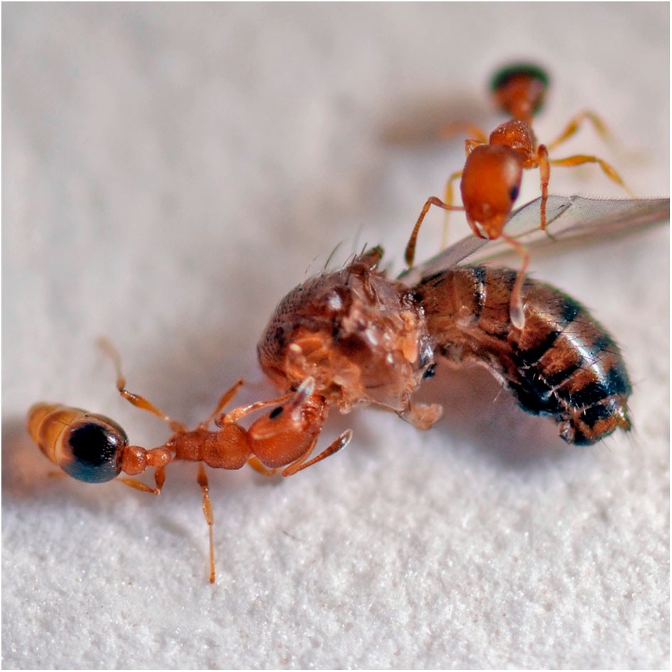 Two workers of C. obscurior