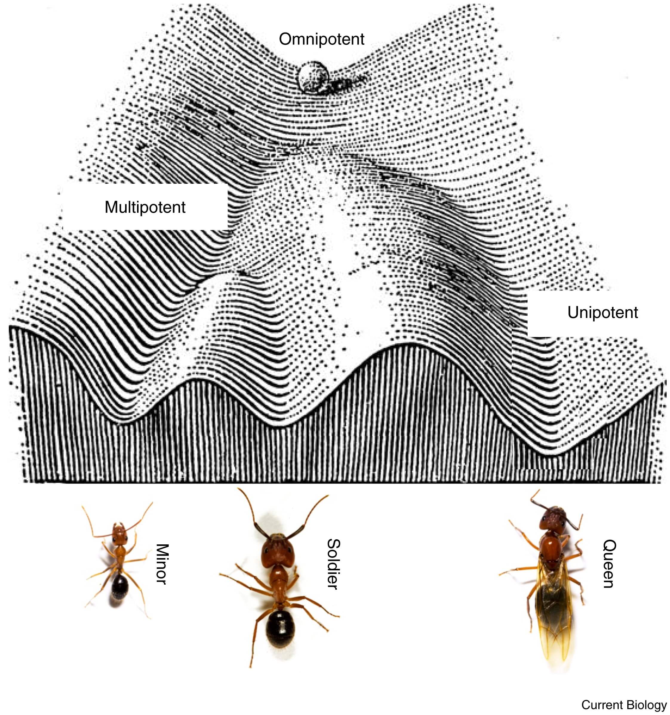 A Waddington landscape for ant caste